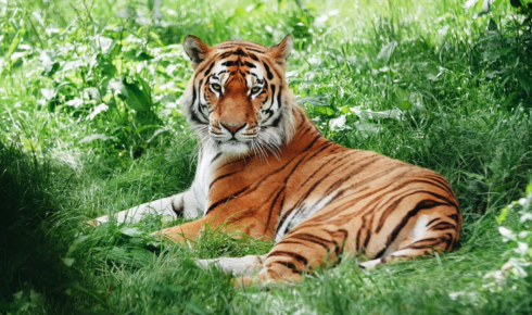 Sundarban Tour: Explore the Untamed Beauty of West Bengal