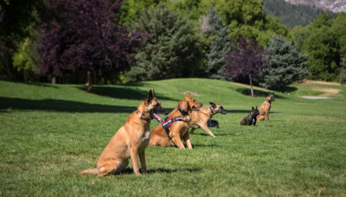 Understanding Dog Training Costs in Phoenix: What to Expect